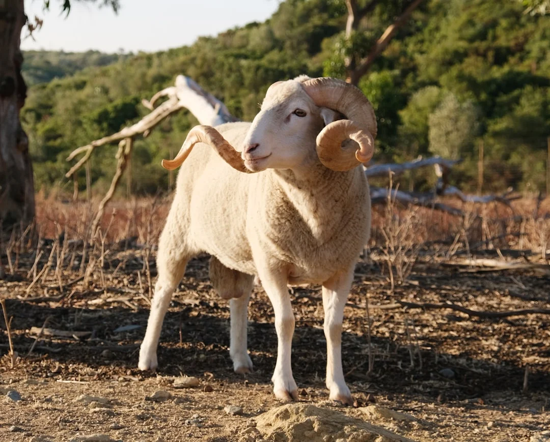 Professional Service Sheep Smiling Baby