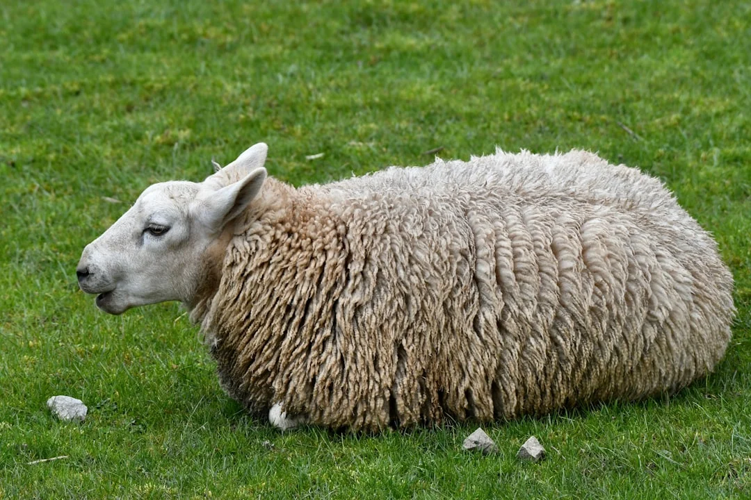 Ramadan Celebration Sheep
