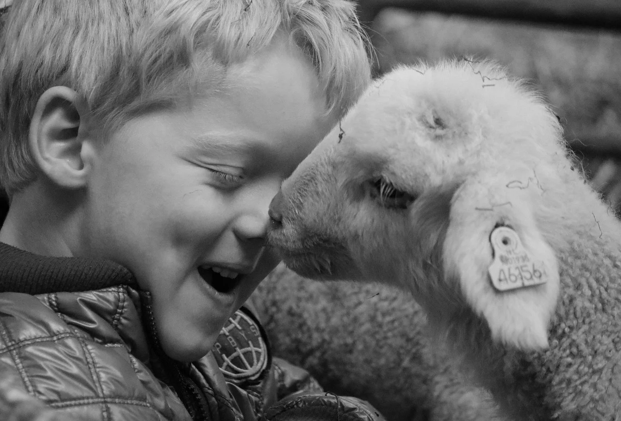 Sheep Baby Boy