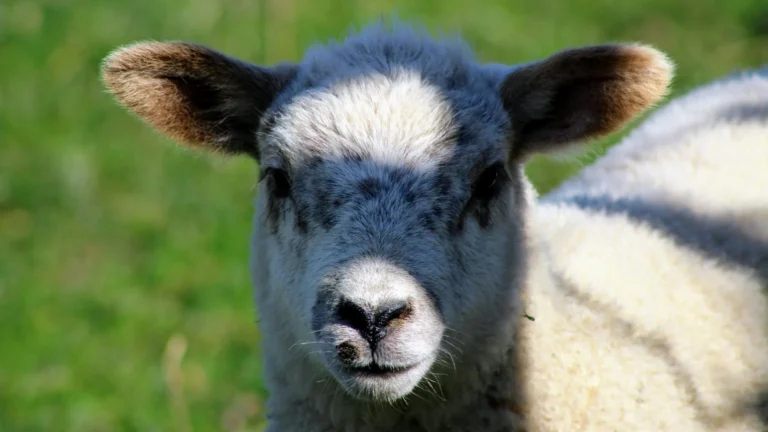Sheep Baby Boy