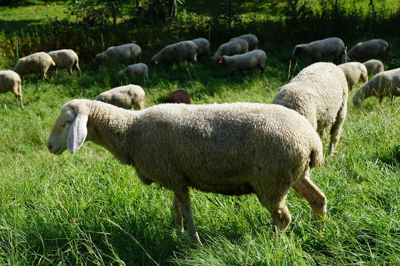 Sheep Butcher