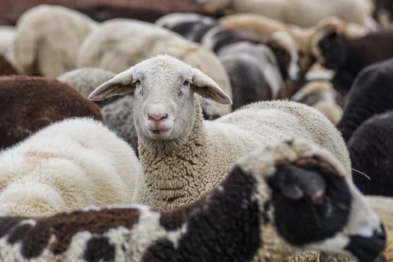 Sheep Celebration