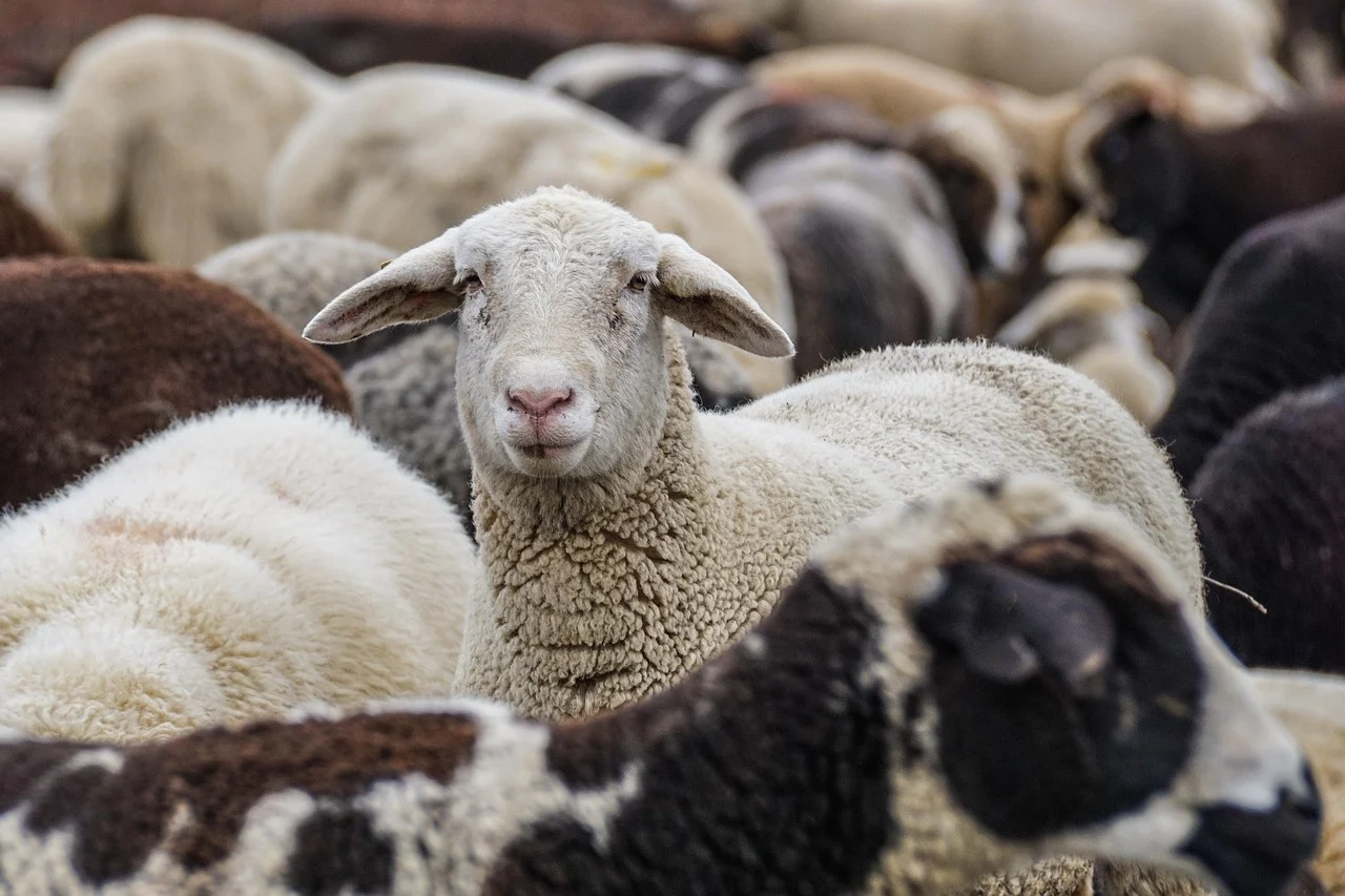 Sheep Celebration