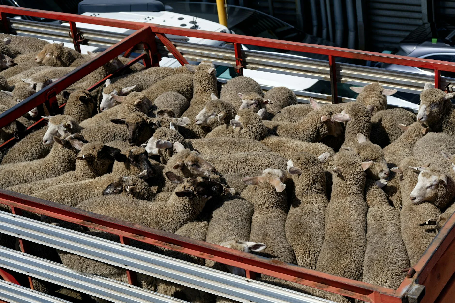 Sheep Delivery Truck