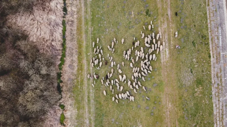 Sheep Family Celebration
