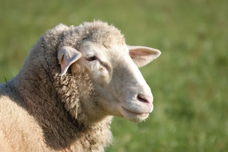 Jasa Aqiqah Maron Probolinggo Siap Antar - Kaffah Aqiqah 1 Sheep Family Home