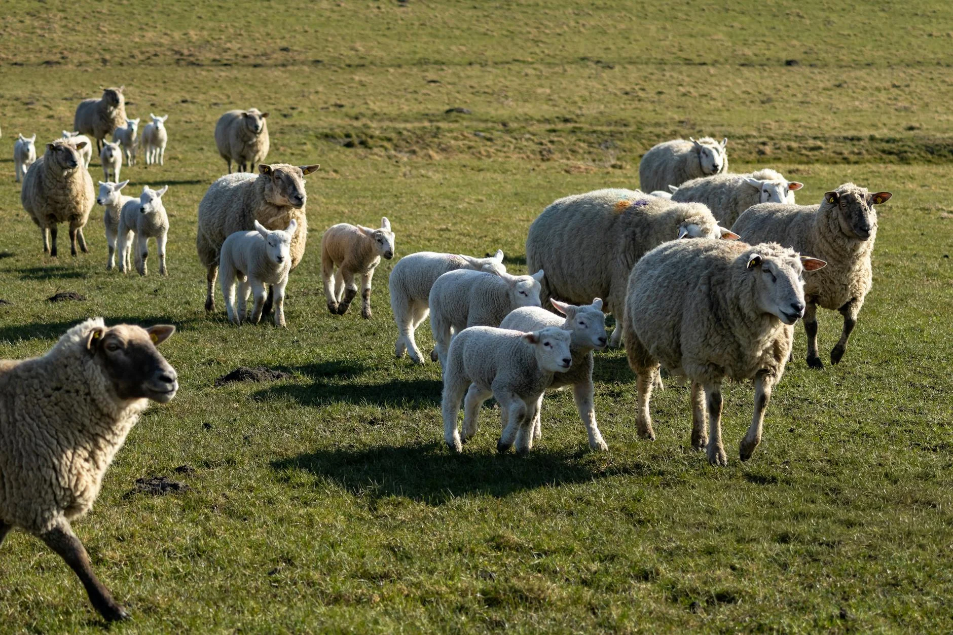Sheep Farm