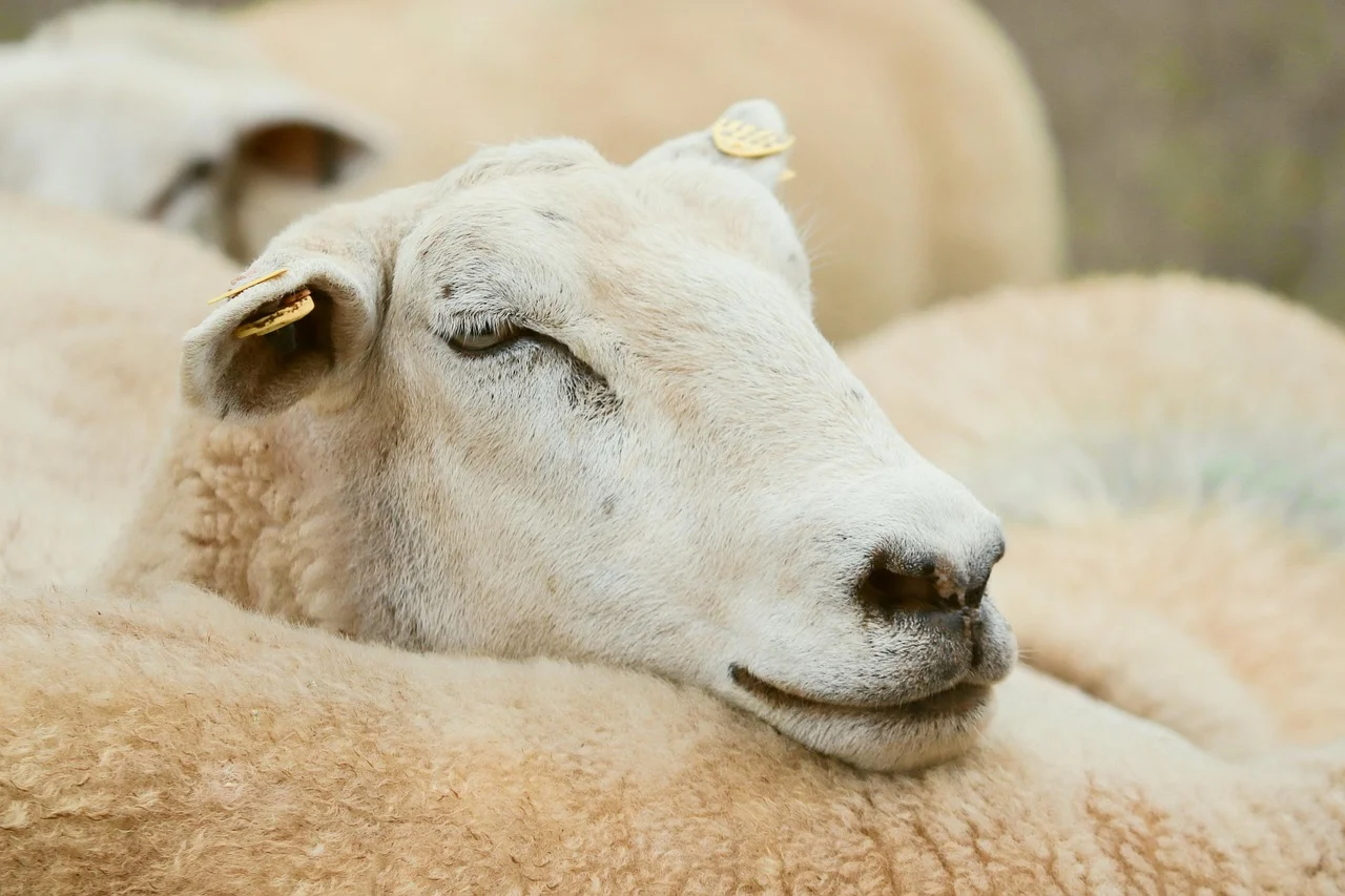 Sheep Farm