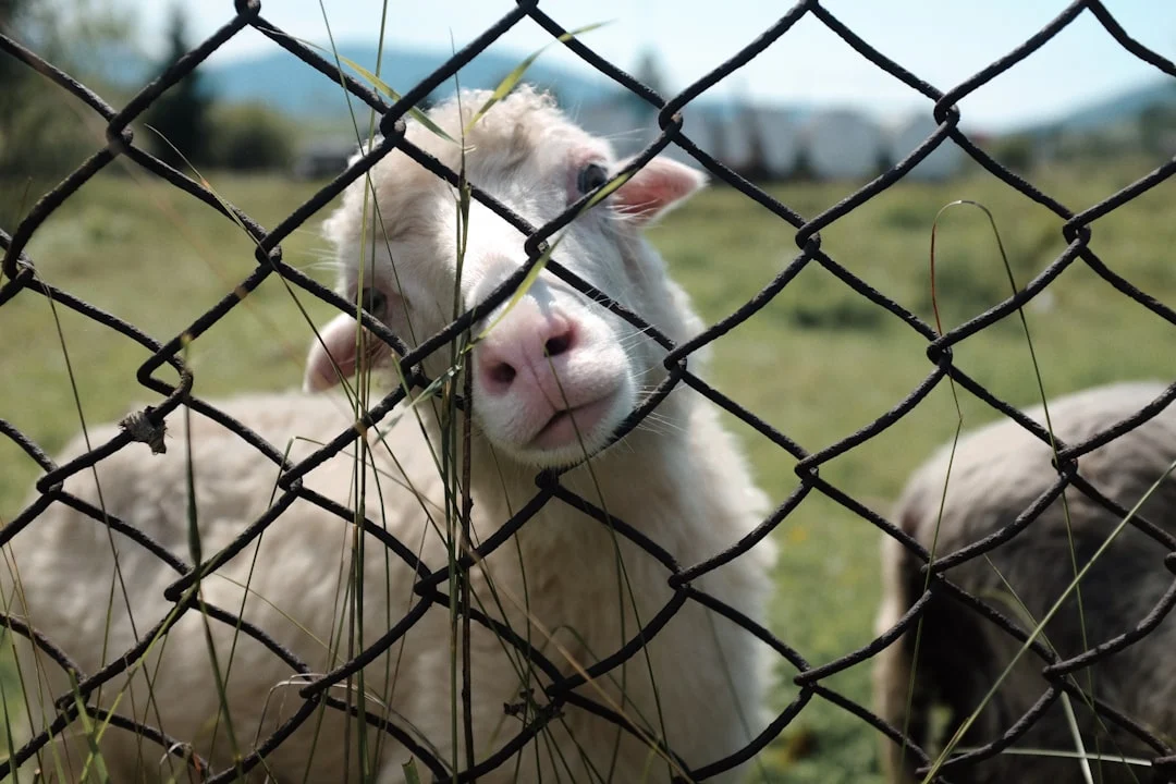 Sheep Farm