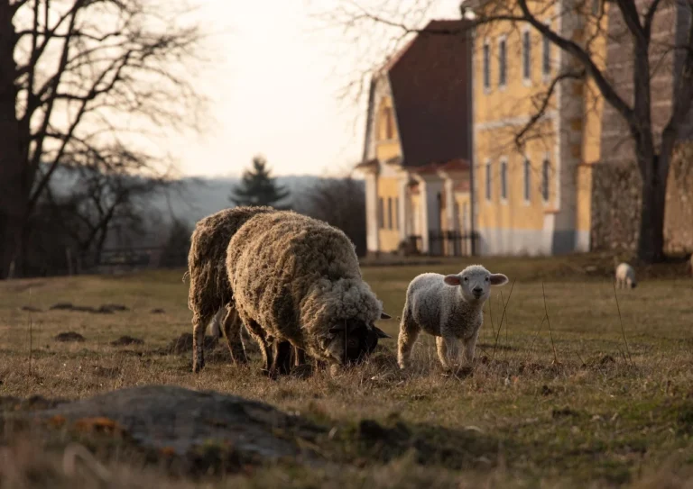 Sheep Farm