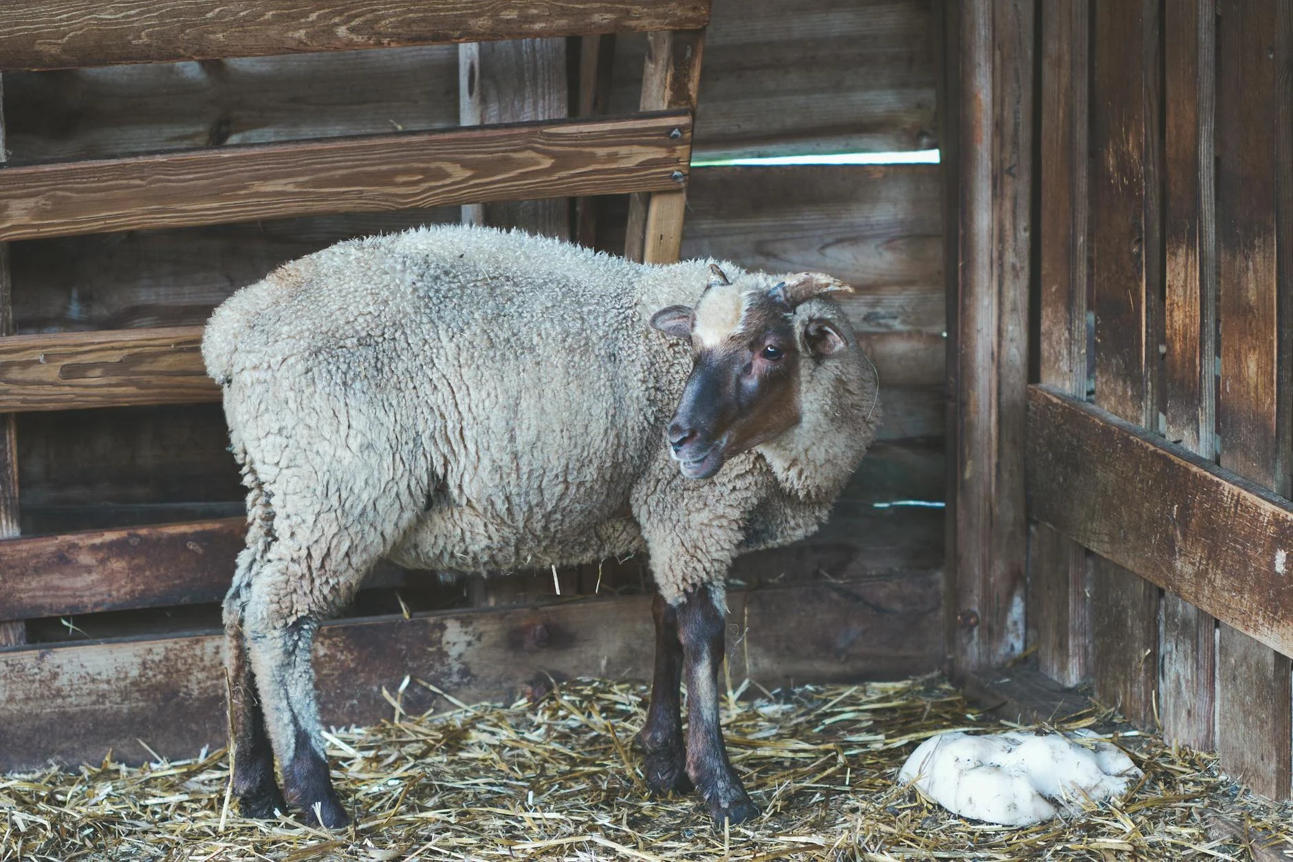 Sheep Farm