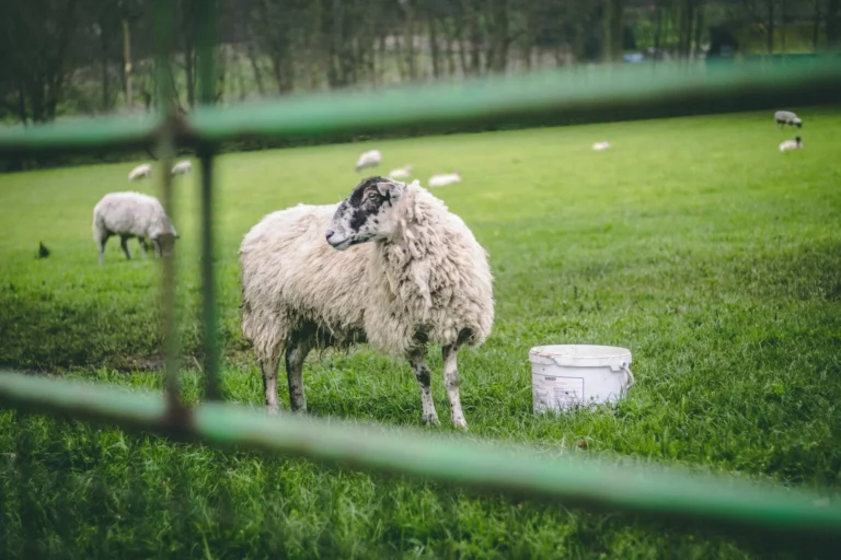 Sheep Farm