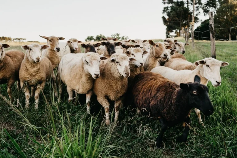Sheep Farm