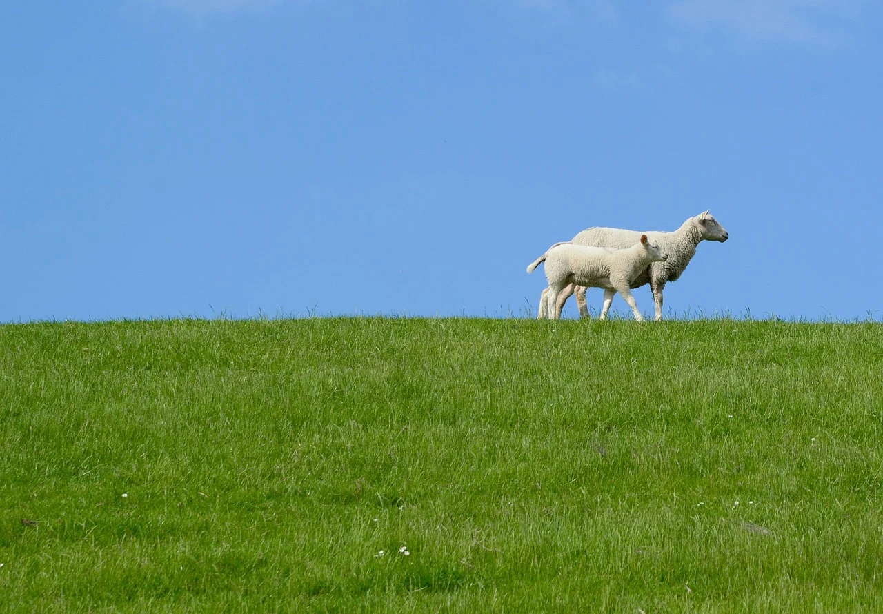 Sheep Farm Baby