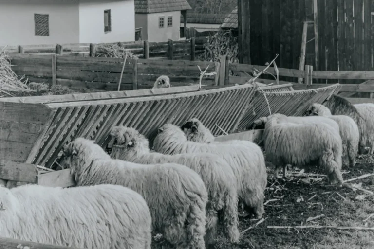 Sheep Farm Butcher