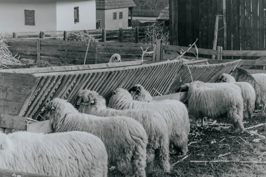 Sheep Farm Butcher