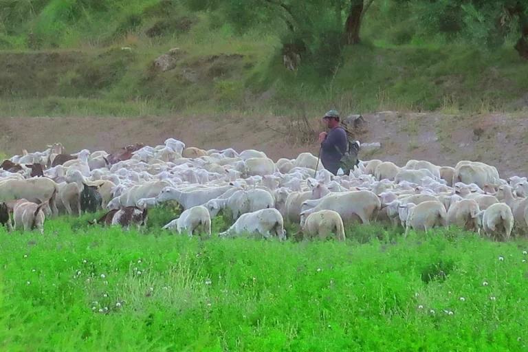 Sheep Farm Butcher