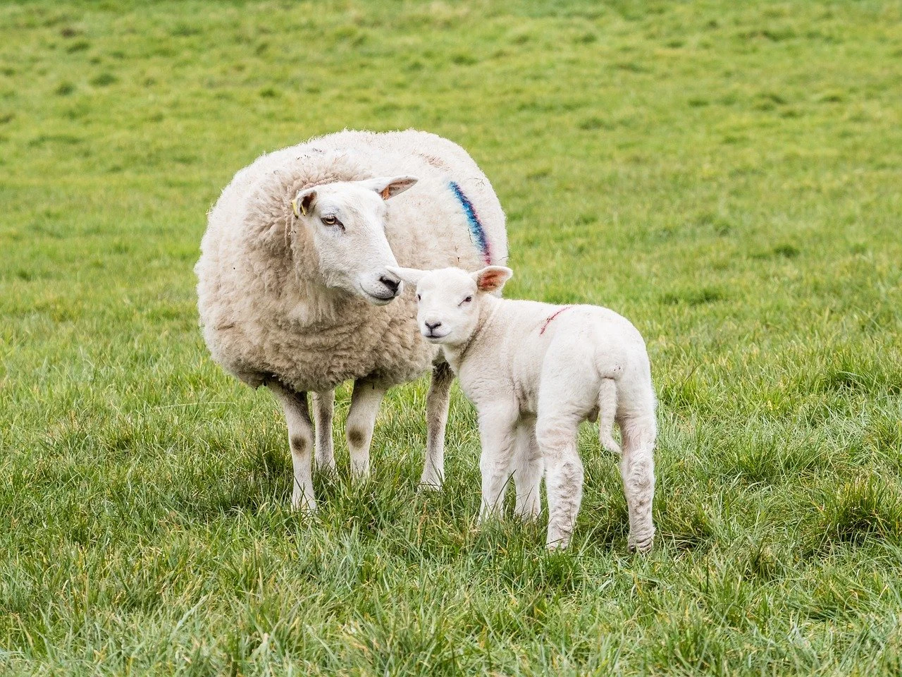 Sheep Farm