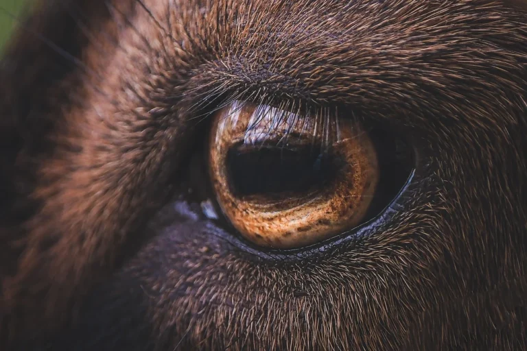 Sheep Goat