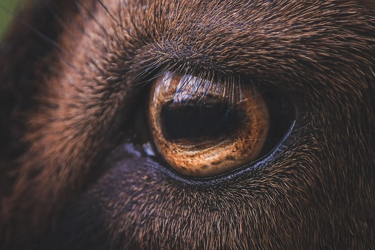 Bolehkah Aqiqah Dengan Kambing Betina? Simak Hukum &Amp; Aturannya 3 Sheep Goat