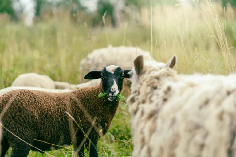 Sheep Islamic Celebration
