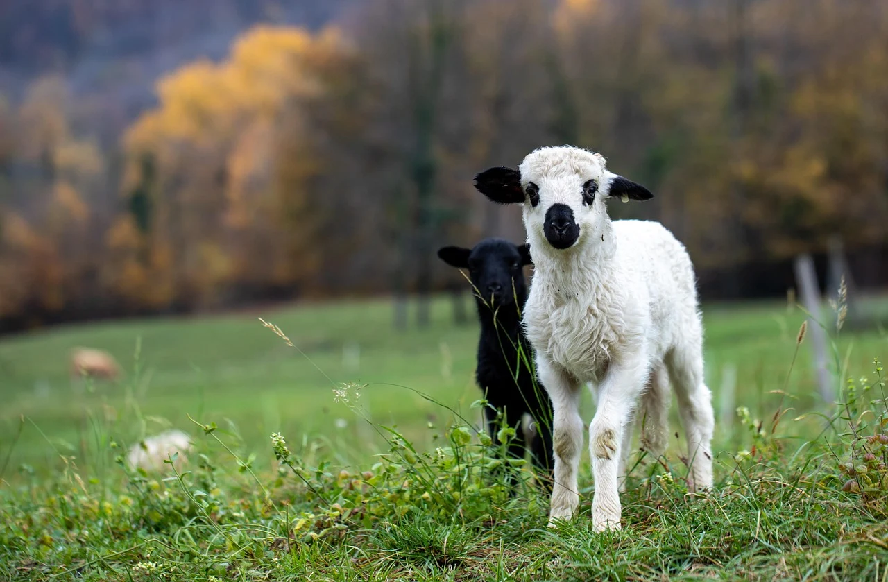 Sheep Islamic Celebration