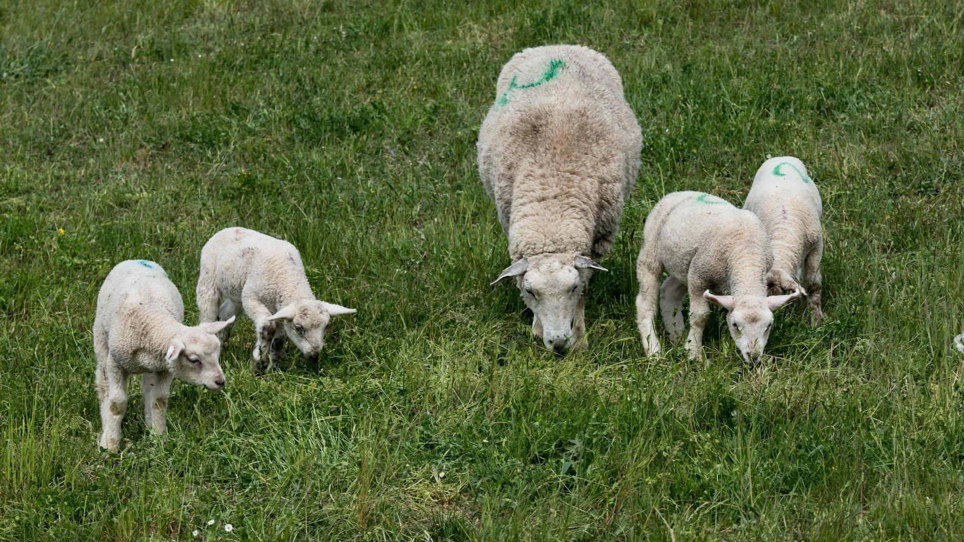 Sheep Islamic Family