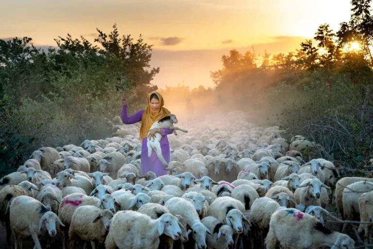 Sheep Islamic Ritual