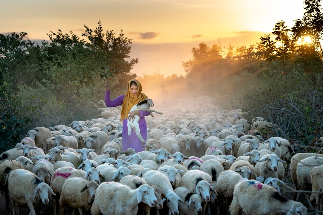 Kenapa Pilih Kaffah Aqiqah Probolinggo? Ini Alasannya! 6 Sheep Islamic Ritual