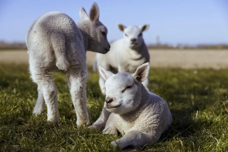 Sheep Islamic Sacrifice