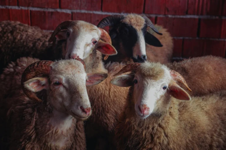 Sheep Islamic Sacrifice Professional Service