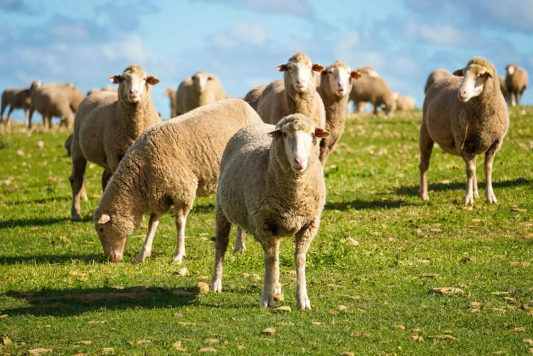 Sheep Livestock