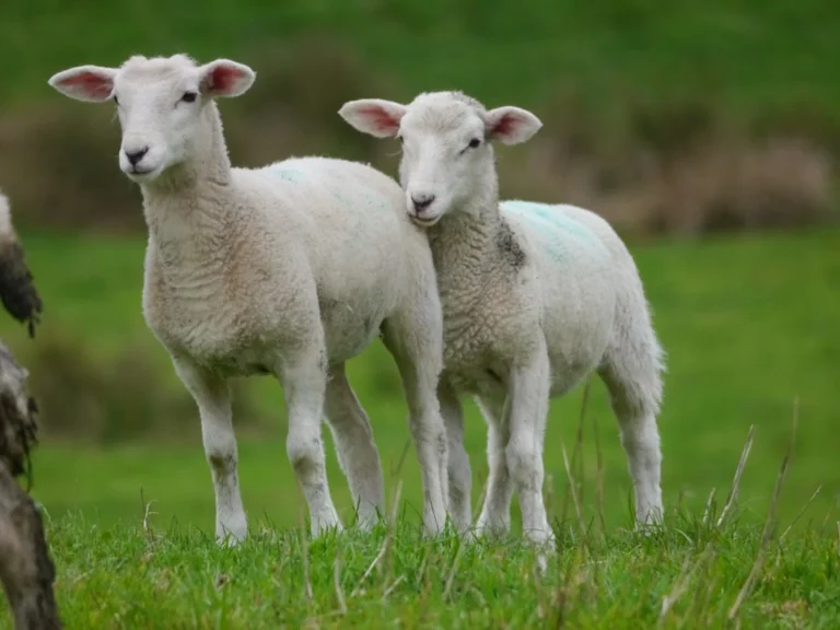Sheep Livestock
