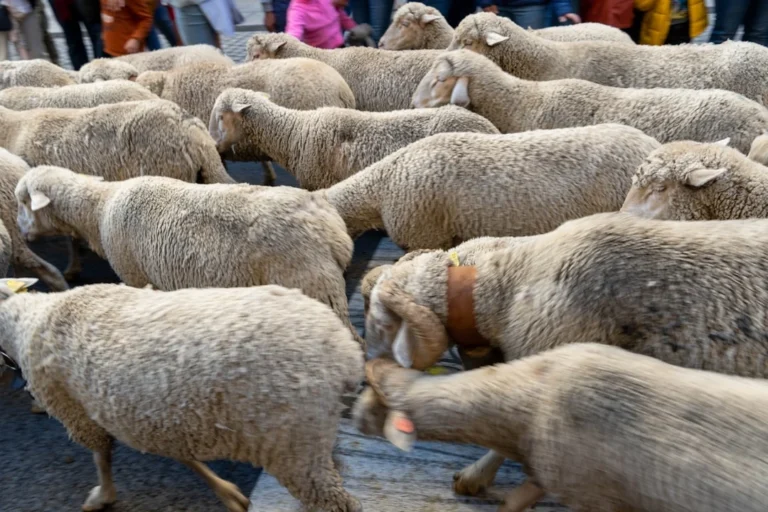Sheep Meat