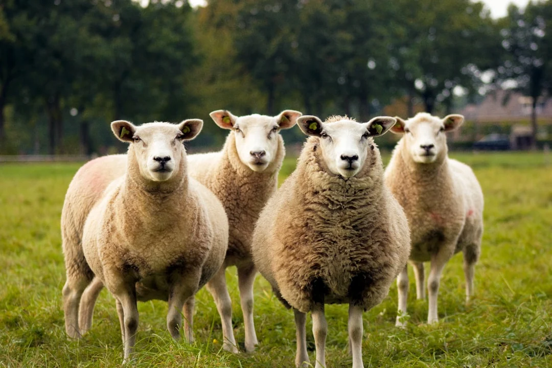 Sheep Probolinggo City