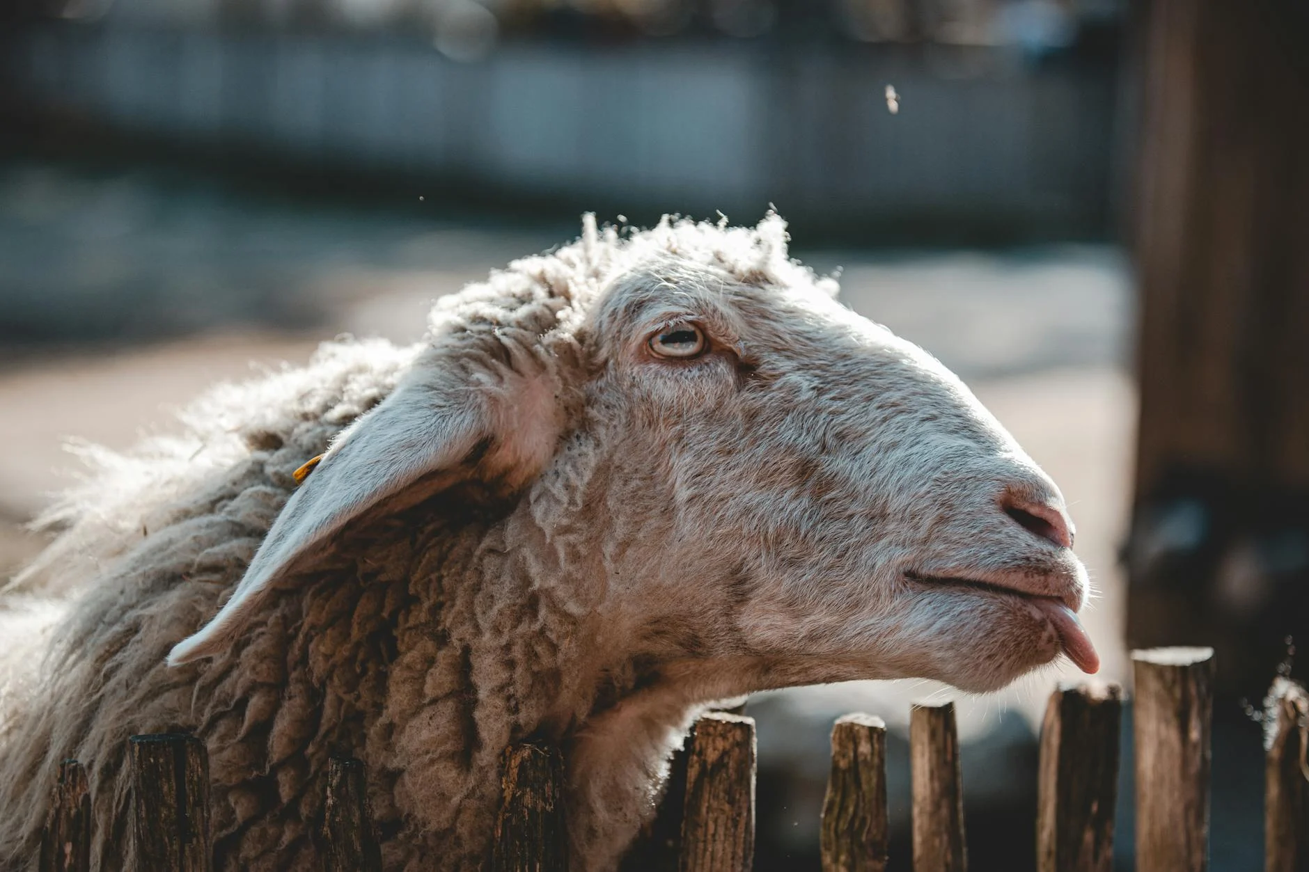 Sheep Professional Service