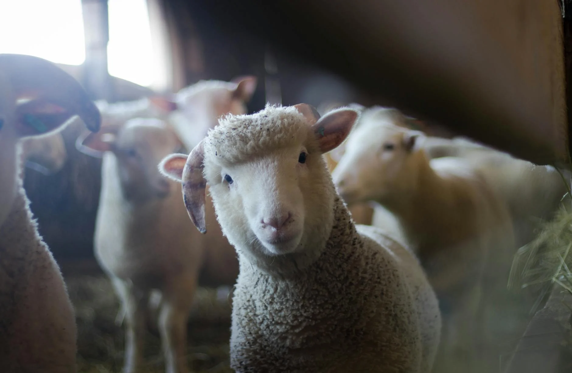 Sheep Savings