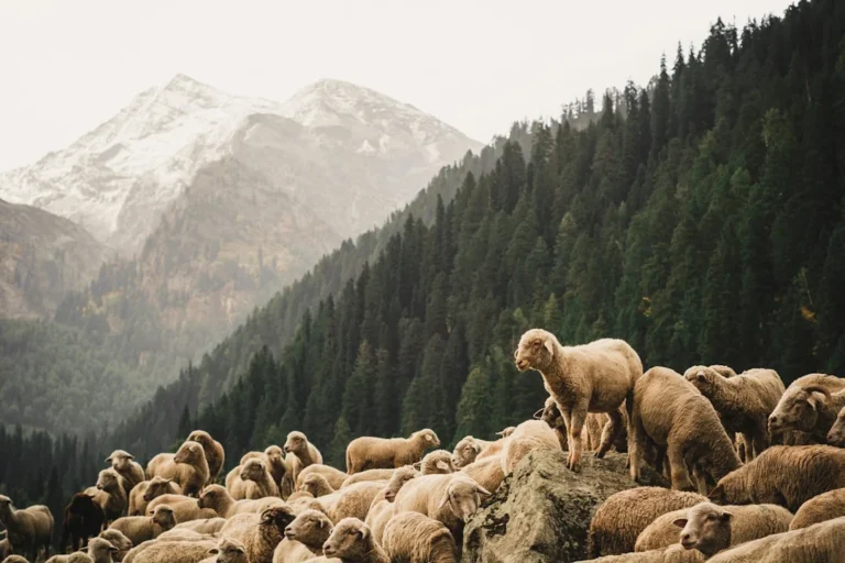Sheep Slaughterhouse Islamic Prayer