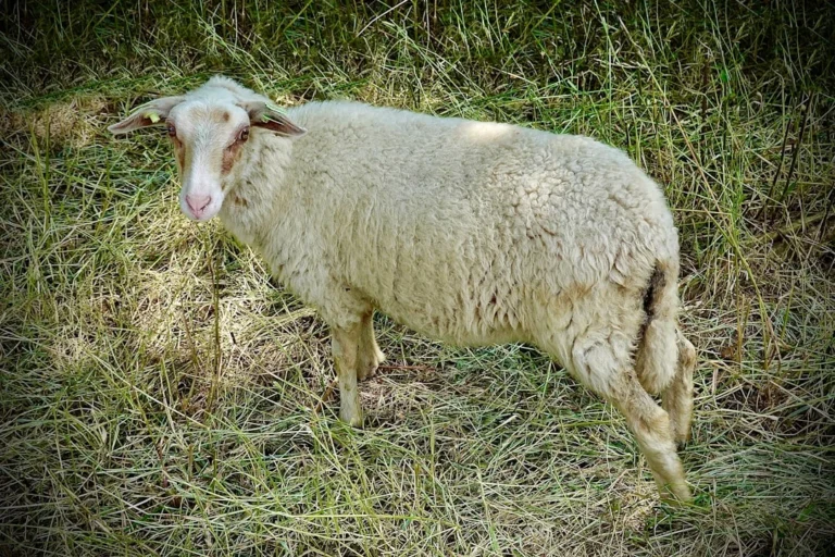 Sheep Smartphone