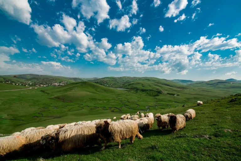 Sheep Village