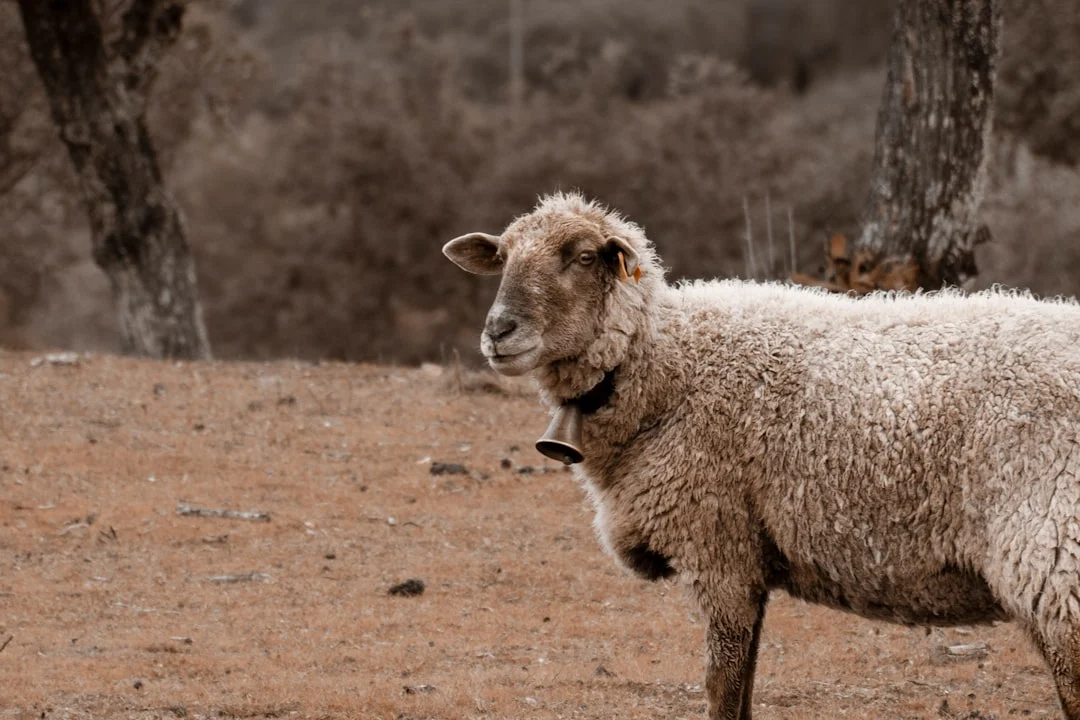 Smartphone Streaming Sheep Slaughtering