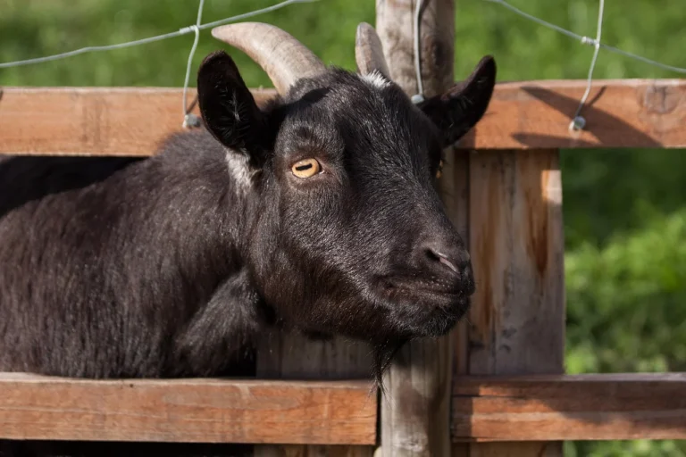 Tongseng Kambing Aqiqah Probolinggo